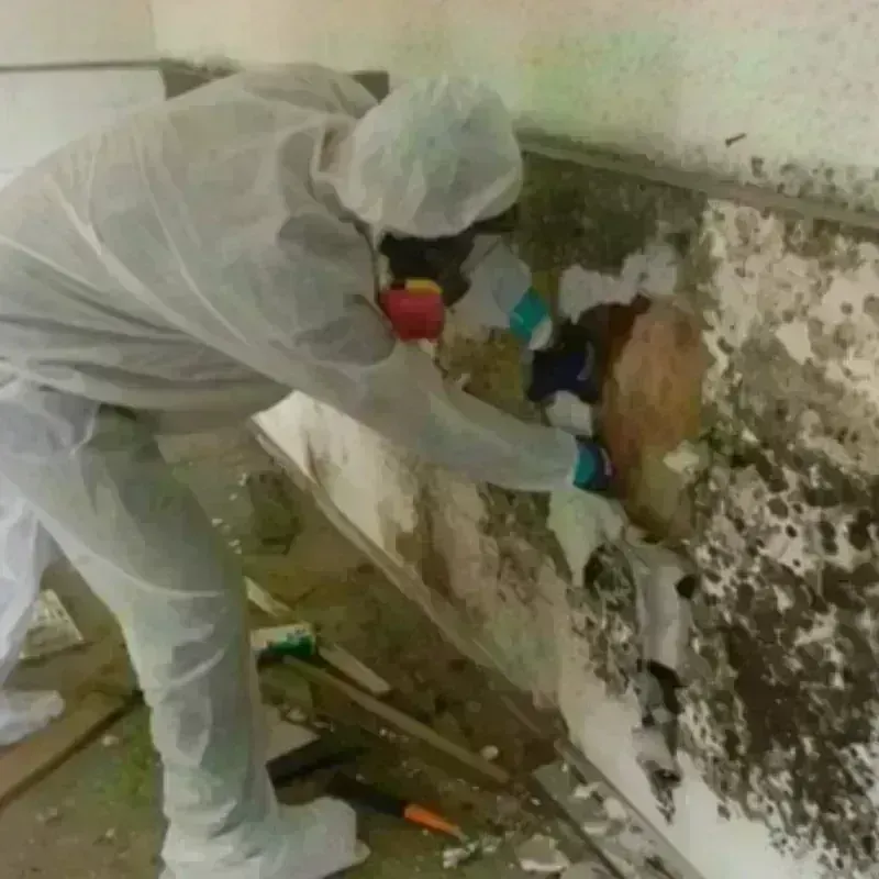 Mold Remediation and Removal in Brush, CO